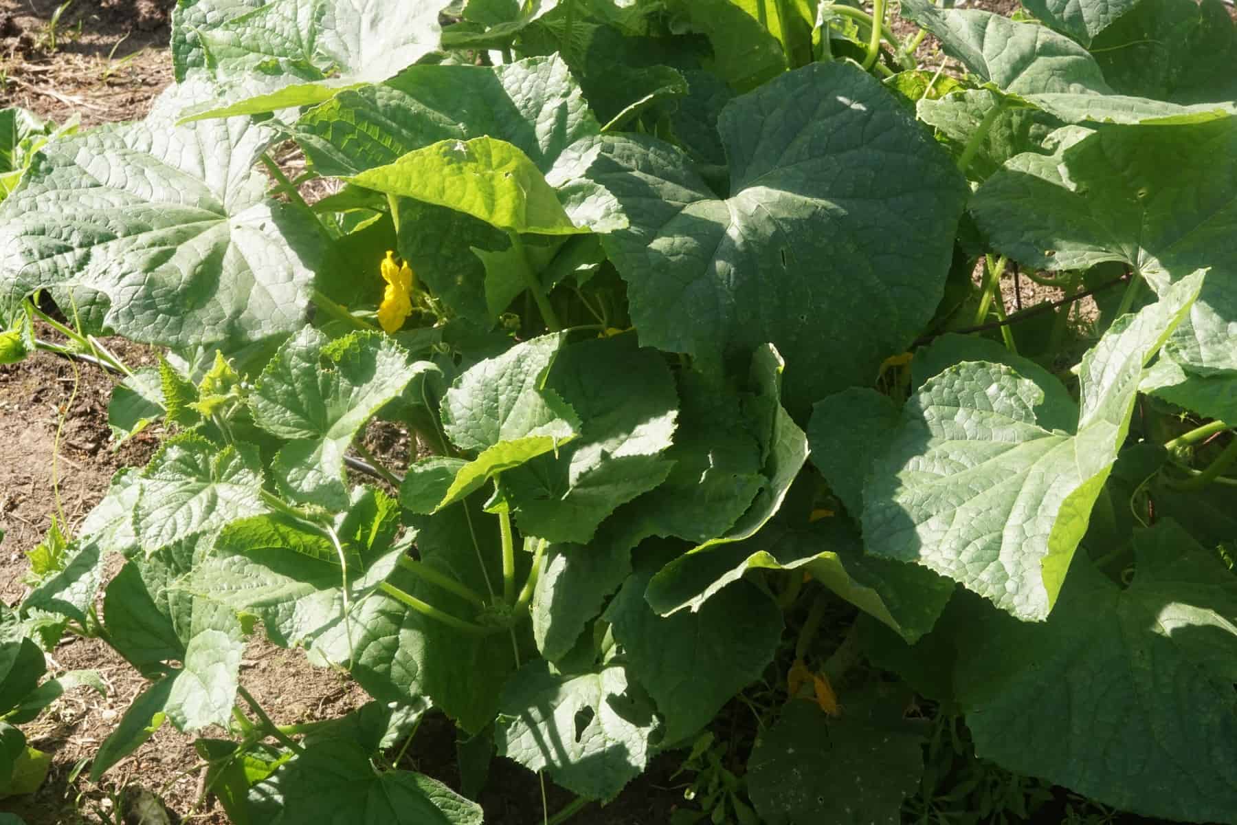 cucumber plant growing in august