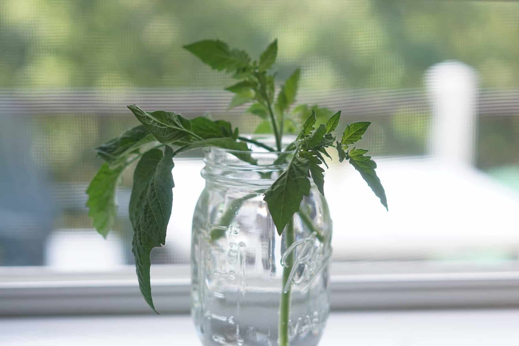 tomato branch in mason jar full of water