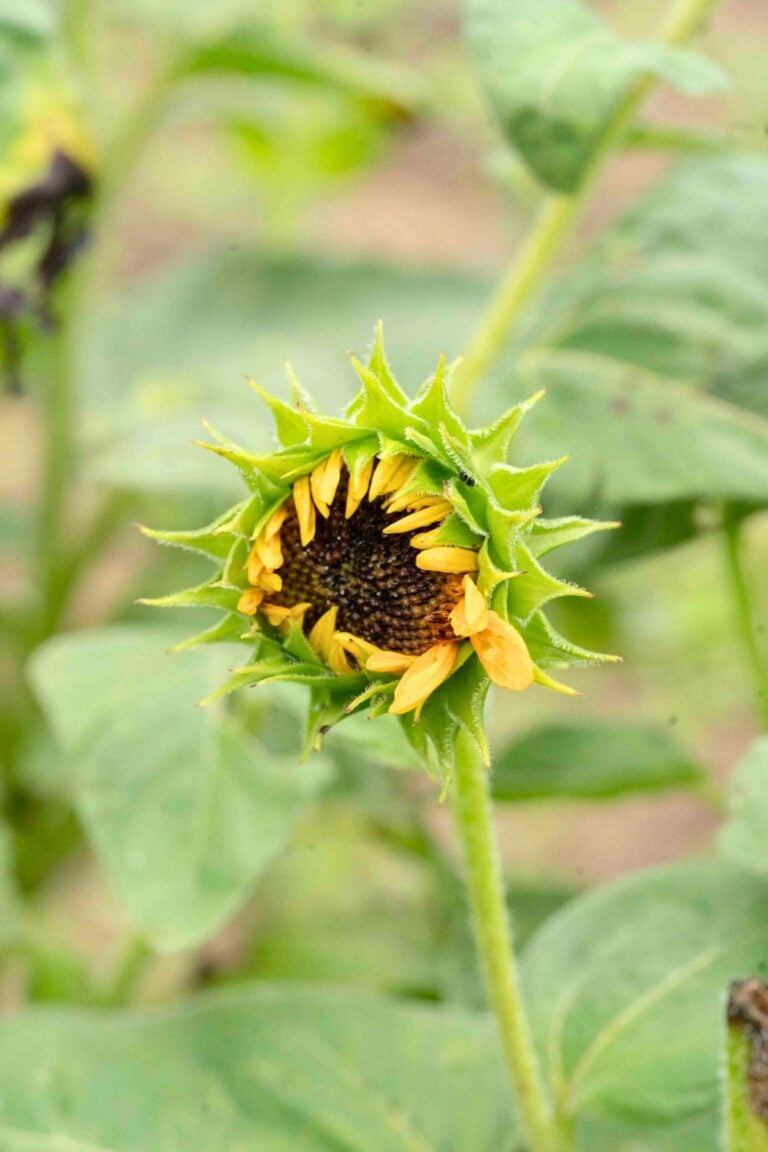 sunflower opening in home garden