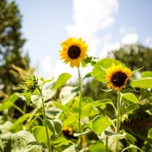 pro cut sunflowers in the garden