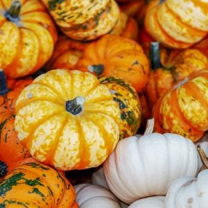 orange and white pumpkins