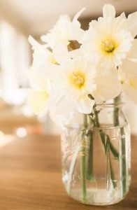 daffodils in mason jar