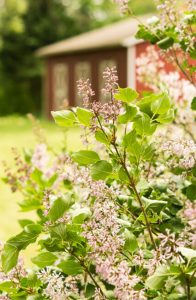 lilac bush with red barn in background