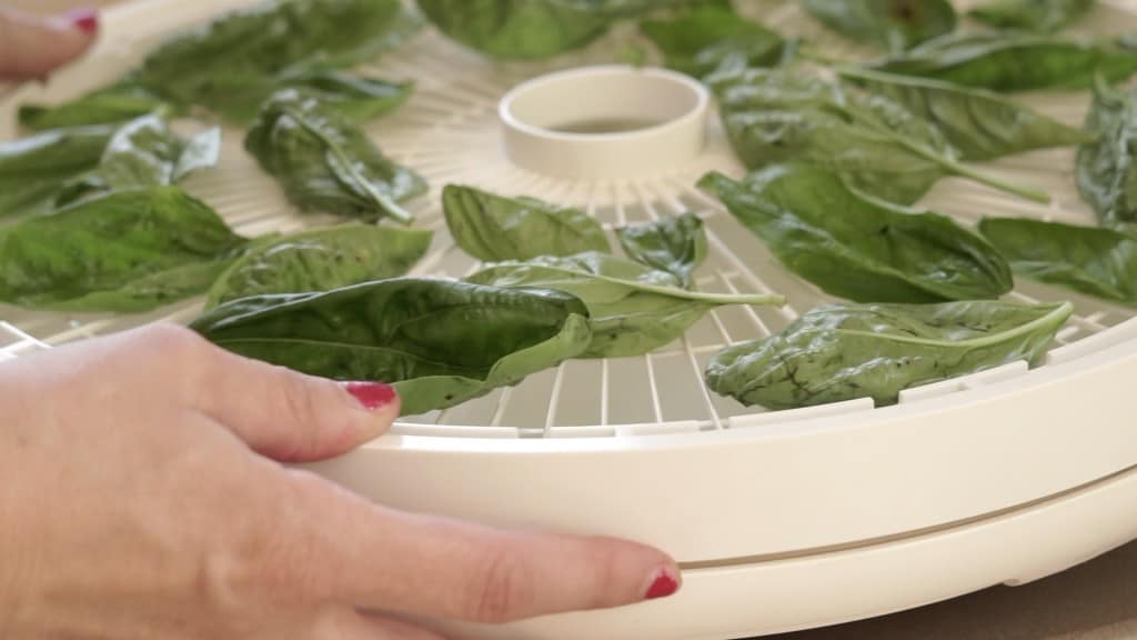 dehydrator tray with fresh basil leaves in single layer being stacked