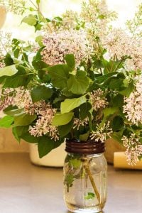 mason jar of lilacs on kitchen counter