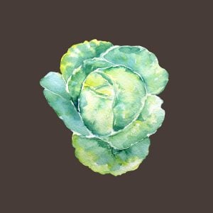 cabbage drawing