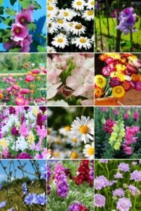 A collage featuring pink hollyhocks, white daisies, purple sweet peas, pink and white Sweet Williams, multicolored strawflowers, pink and white snapdragons, and more daisies, with a mix of close-up and field shots.