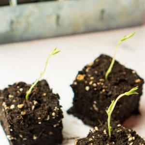 blocks of soil with soil blocker in background
