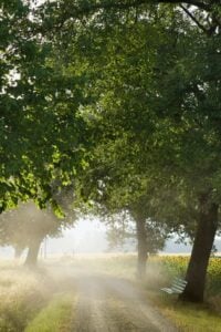 mist on gravel drive