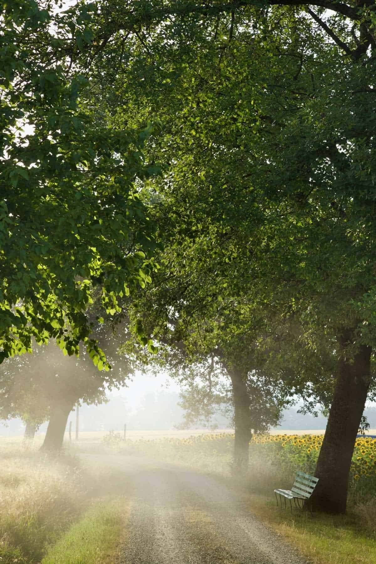 mist on gravel drive