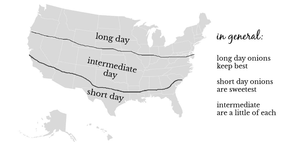 How to Grow Onions in Your Garden A Beginner's Guide