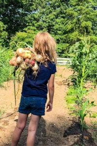 Growing Onions in Your Garden (A Beginner’s Guide)