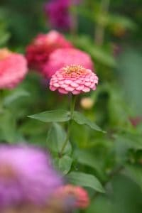 dahlia flowered zinnias in field