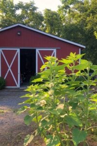 cutting garden growing in front of barn