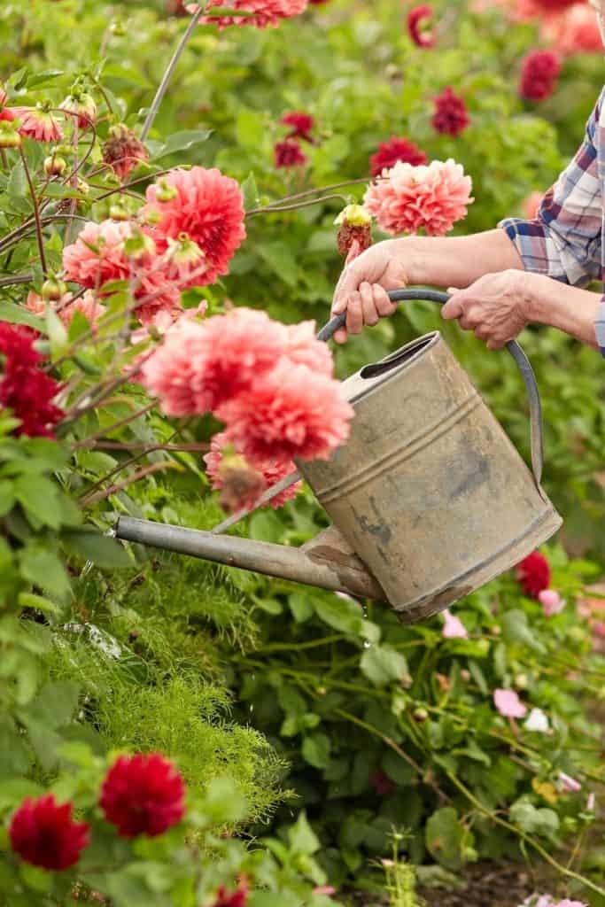 watering can in front of pink and red dahlias