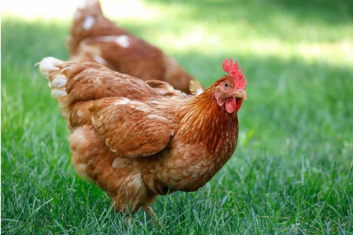 Keep Your Rooster from Harassing Your Hens