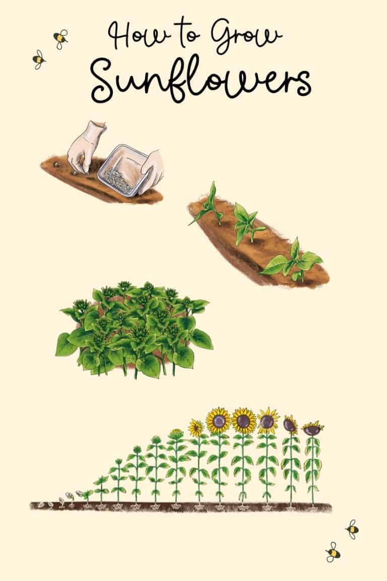 How to Grow Sunflowers The Ultimate Guide for Beautiful Blooms Heart