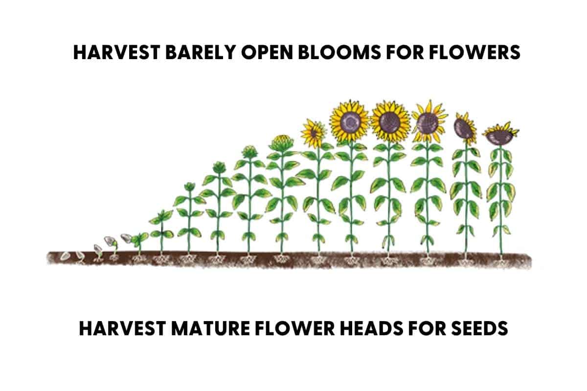 sunflower-growing-stages