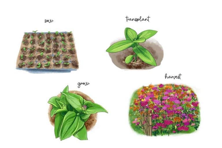 How to Grow Zinnias From Seed (It's Easy!)