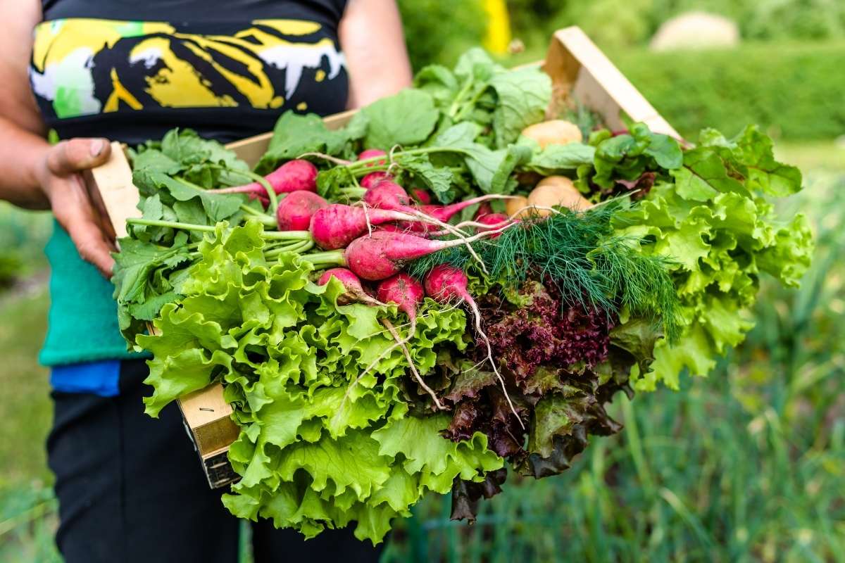 Food and Flowers: June Tomato Salad, Herbs and Country Flowers