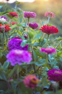 purple and red zinnias in garden
