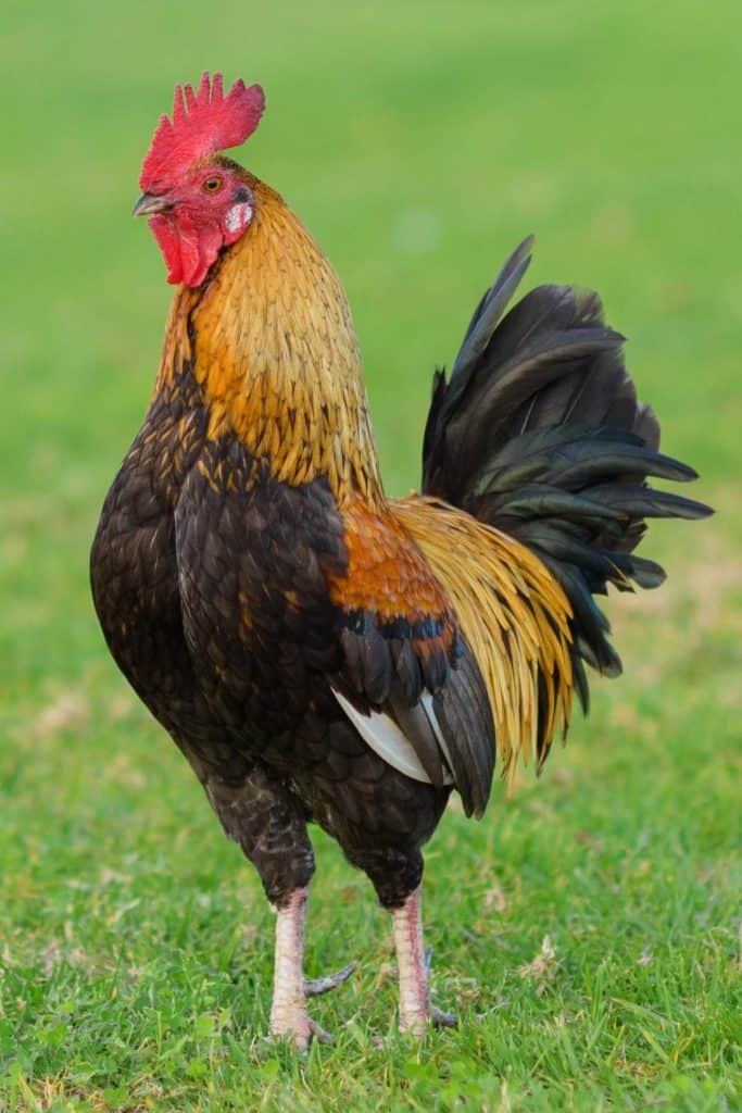 rooster in green yard