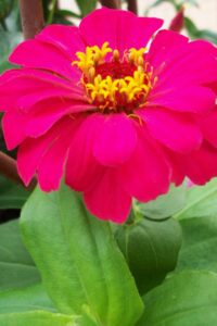 pink zinnia in. garden
