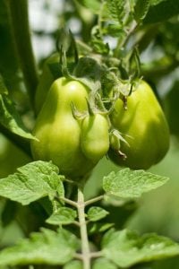 roma tomato plant in home garden with green tomatoes on vine