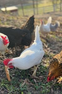 3 backyard chickens outside with white hen eating piece of bread