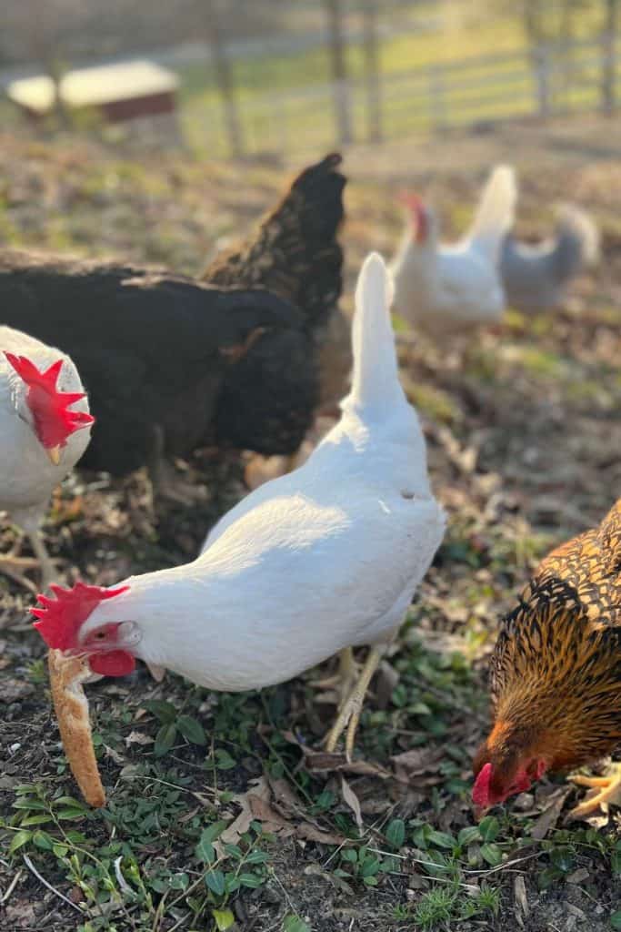 3 backyard chickens outside with white hen eating piece of bread