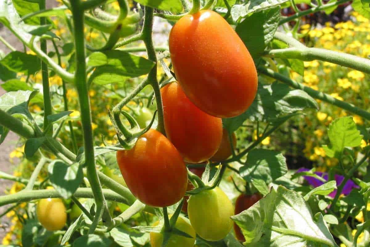 tomato plant in garden