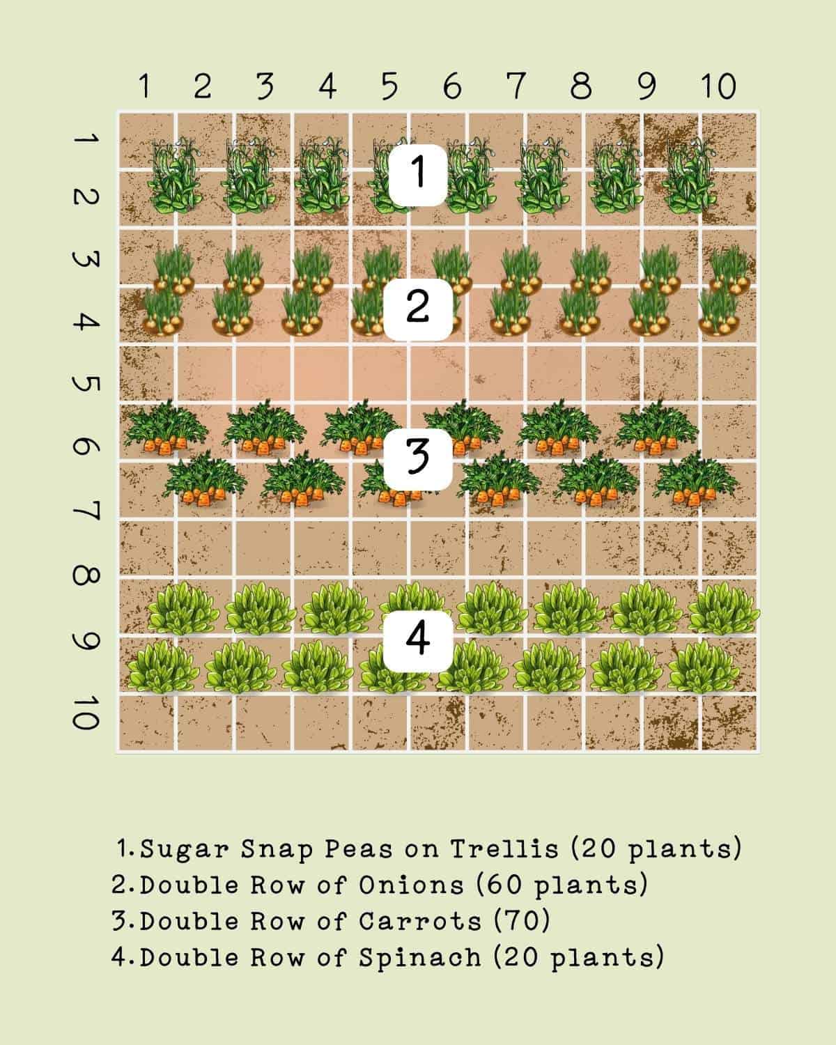 vegetable garden rows