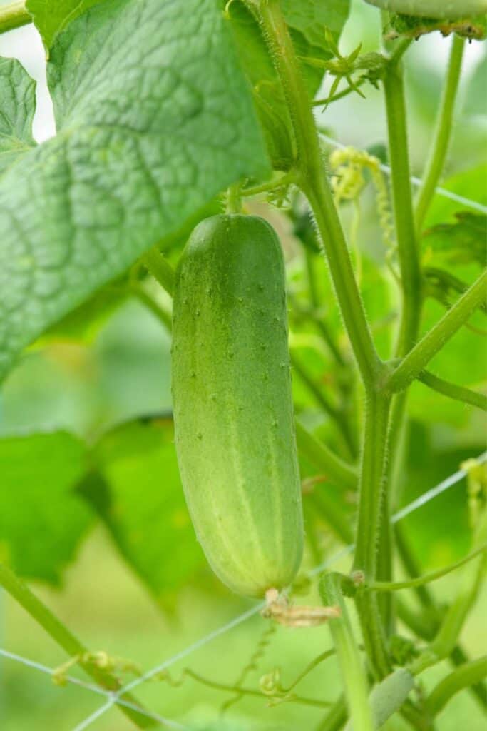 pickling cucumber on vine in home garden