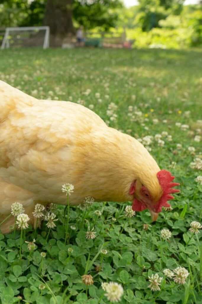 chicken in field of clover