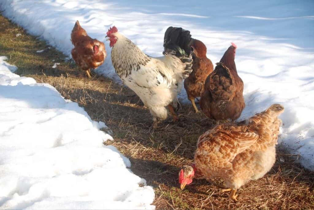How to Keep Chickens Warm in Winter 15 Tips to Keep Them Cozy Heart's Content Farmhouse