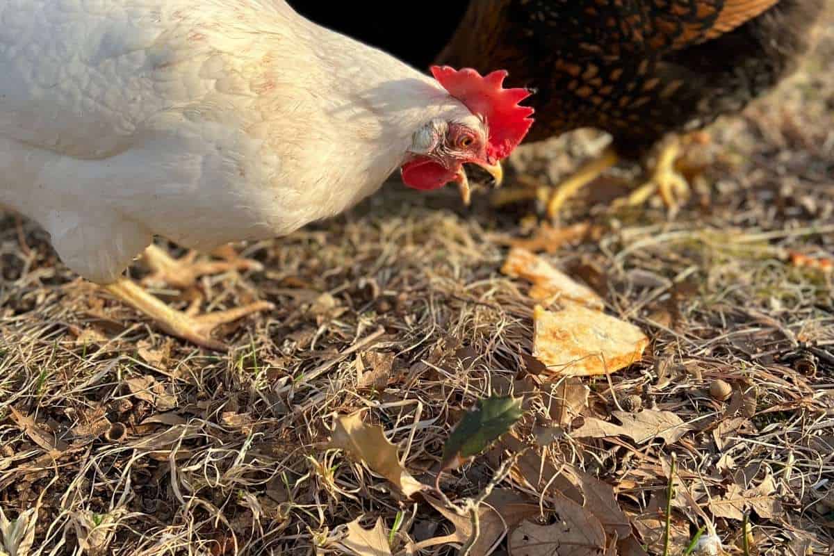 How to Keep Chickens Warm in Winter 15 Tips to Keep Them Cozy Heart
