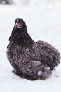 gray hen in snow