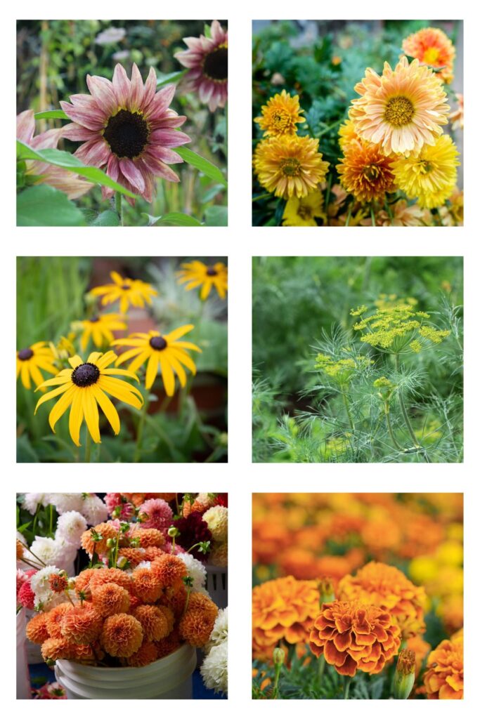 collage of six fall cutting flowers