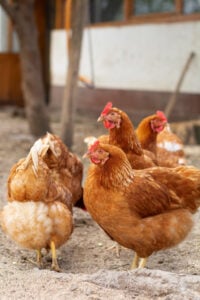 6 chickens in yard of dirt.