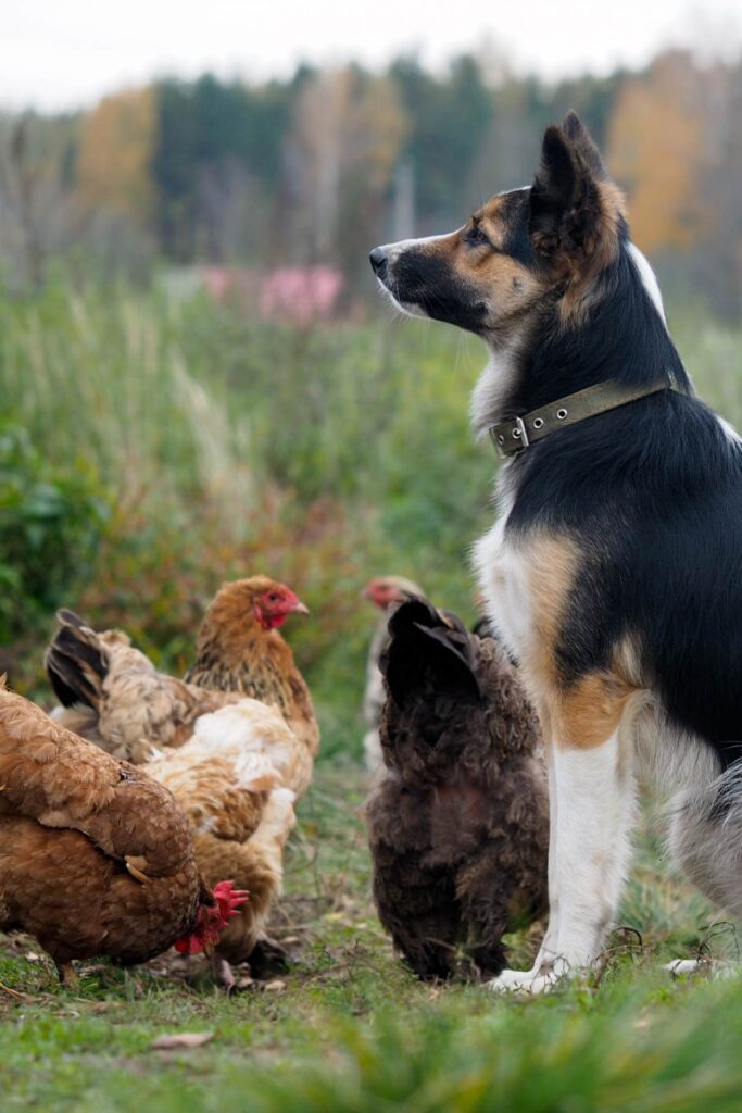 german shepherd surrounded by chickens