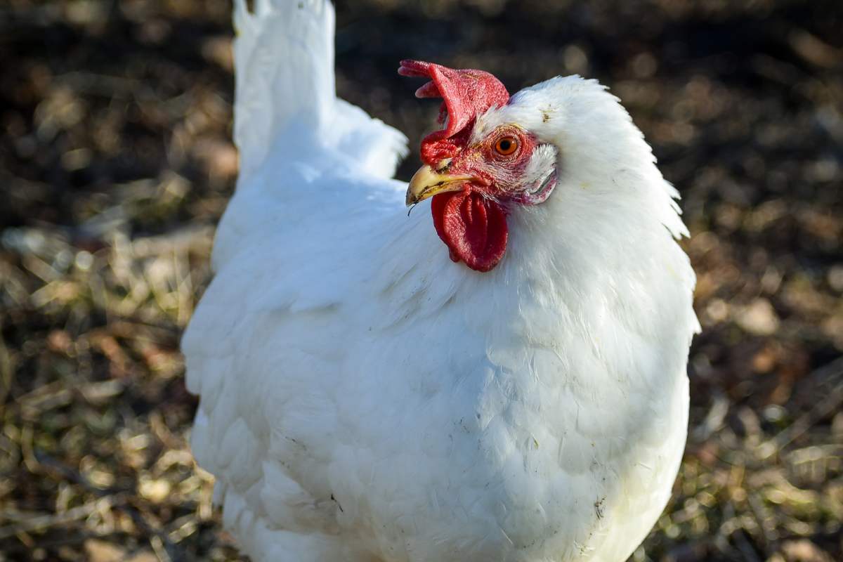 Leghorn Hen