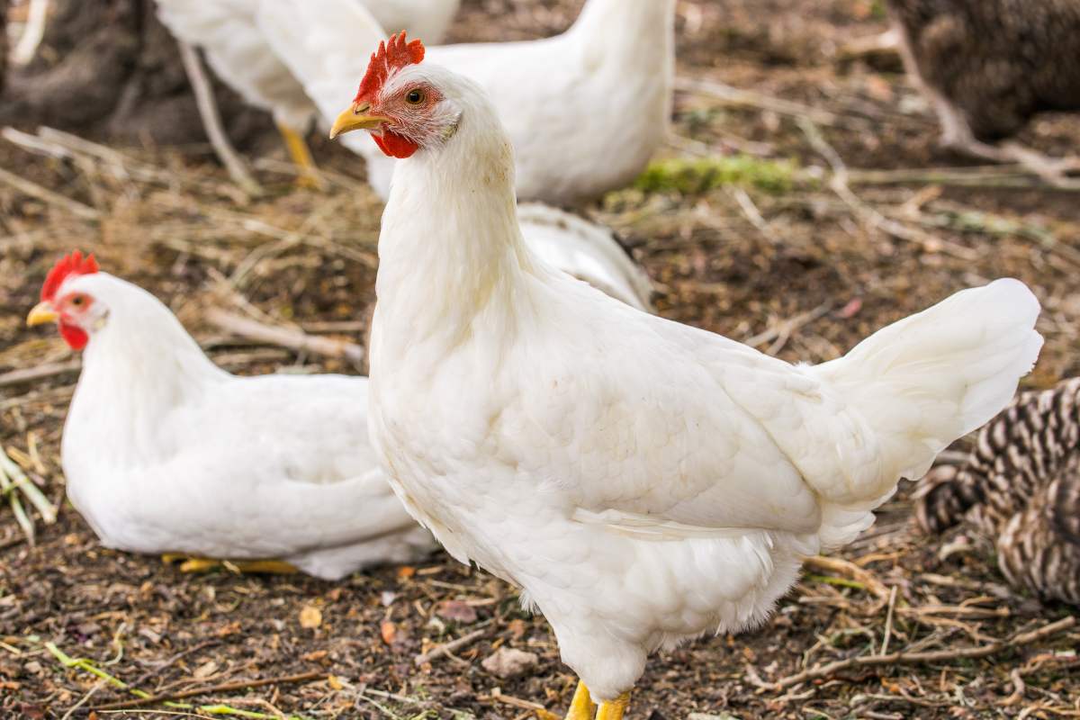 Leghorn Hen