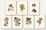 Free Vintage Wildflower Printables : Heart's Content Farmhouse