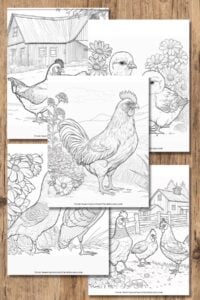 wood background with 5 chicken coloring pages laid out.