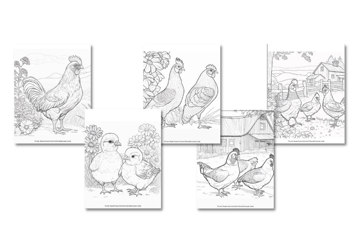 Free Chicken Coloring Pages Kid and Adult Versions! : Heart’s Content