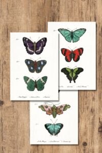 Free Vintage Butterfly Wall Art Printables