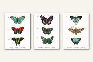 Free Vintage Butterfly Wall Art Printables : Heart's Content Farmhouse