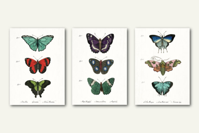 Free Vintage Butterfly Wall Art Printables : Heart's Content Farmhouse