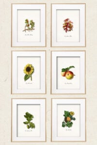 framed fall botanical printables in gold frames