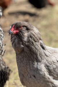 fluffy gray chicken outside.